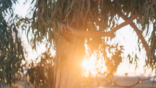 Núria Nia Núria Nia