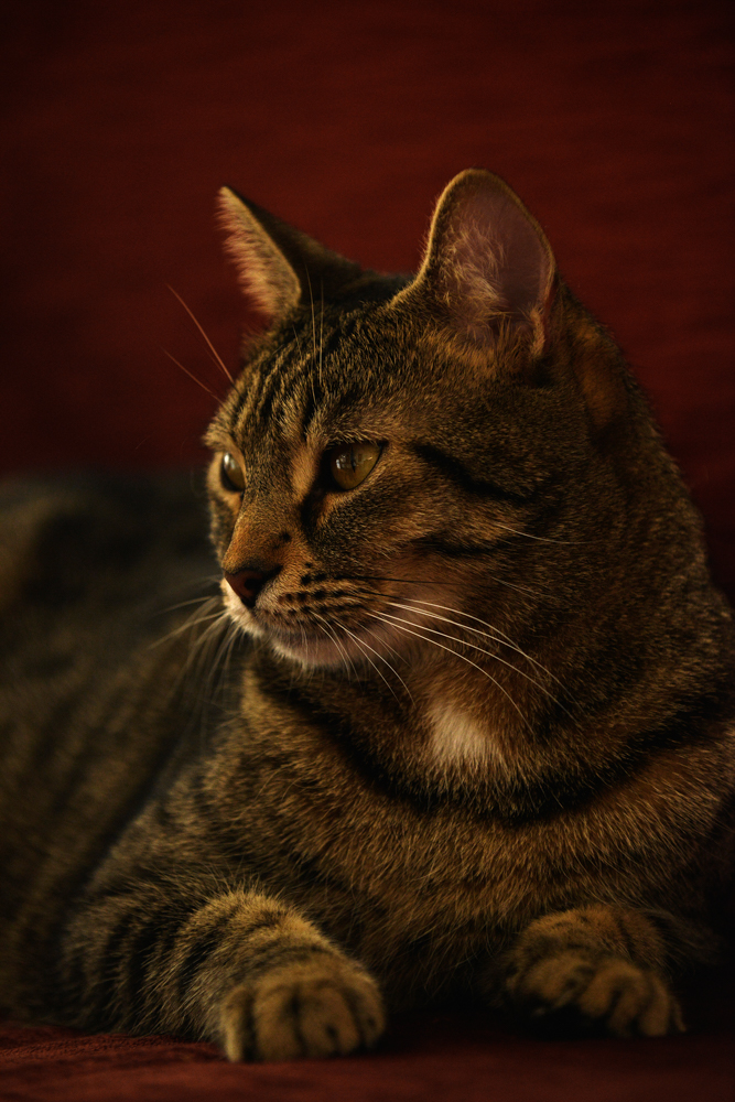 Meow Kittens Orgy porn photos